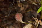 Virginia snakeroot